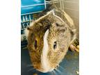 Adopt Piglet #1 a Guinea Pig