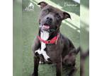Adopt Domino a Black Pit Bull Terrier / Mixed dog in Youngwood, PA (36893284)