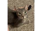 Adopt Niko a Gray, Blue or Silver Tabby Domestic Shorthair (short coat) cat in