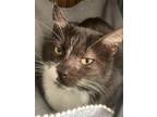 Adopt Howard a Black (Mostly) Domestic Shorthair (short coat) cat in Upper