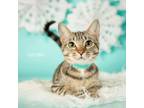 Adopt Cecelia a Gray or Blue Domestic Shorthair / Mixed cat in Springfield