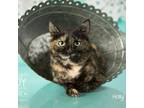Adopt Holly a Tortoiseshell Domestic Shorthair / Mixed cat in Springfield