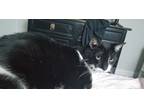 Adopt Georgie a Black & White or Tuxedo American Shorthair / Mixed (short coat)