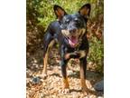 Adopt Maeve a Black Australian Kelpie / Border Collie / Mixed dog in Palm