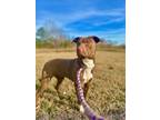 Adopt Vena a Brown/Chocolate Mixed Breed (Medium) / Mixed dog in Savannah