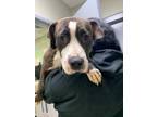 Adopt Nala a Brindle Mixed Breed (Medium) / Mixed dog in Savannah, TN (36899894)