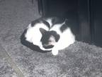 Adopt Milk a Black & White or Tuxedo Manx / Mixed (short coat) cat in Fresno