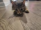 Adopt Zeus a Brown Tabby Domestic Shorthair / Mixed (short coat) cat in Denton