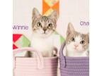 Adopt Winnie a Gray or Blue Domestic Mediumhair / Mixed cat in Springfield