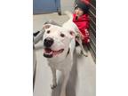 Adopt Buster a White Pit Bull Terrier / Mixed dog in Detroit Lakes