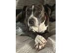 Adopt Miracle a Black - with White Boxer / Labrador Retriever dog in Littleton