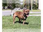 American Pit Bull Terrier Mix DOG FOR ADOPTION RGADN-1118506 - Apollo - Pit Bull