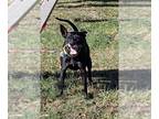 Labrador Retriever Mix DOG FOR ADOPTION RGADN-1118520 - Gretchen - Labrador
