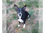 Boston Terrier Mix DOG FOR ADOPTION RGADN-1118522 - Trixie - Boston Terrier /