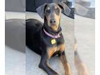 Doberman Pinscher Mix DOG FOR ADOPTION RGADN-1118544 - Farrah - Doberman