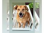 Retriever Mix DOG FOR ADOPTION RGADN-1118578 - Sweetie - Retriever / Mixed Dog
