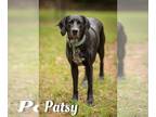 Labrador Retriever Mix DOG FOR ADOPTION RGADN-1118603 - Patsy - Labrador