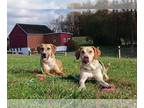 Labrador Retriever Mix DOG FOR ADOPTION RGADN-1118607 - Aurora - Hound /