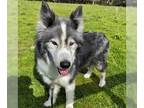 Alusky DOG FOR ADOPTION RGADN-1118691 - Theo - Alaskan Malamute / Siberian Husky