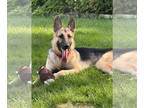 German Shepherd Dog DOG FOR ADOPTION RGADN-1118759 - Hans - German Shepherd Dog