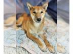 Shiba Inu DOG FOR ADOPTION RGADN-1118769 - Scamp - Shiba Inu (short coat) Dog