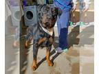 Rottweiler DOG FOR ADOPTION RGADN-1118785 - Cielita - Rottweiler Dog For