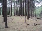 Pcl1&2 Coconino Forest Road 137A -- #-, Happy Jack, AZ 86024 - MLS 6554736