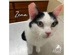 Zena Domestic Shorthair Adult Female