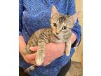 Calypso Domestic Shorthair Kitten Female