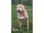 Rudy American Pit Bull Terrier Senior Male