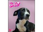 Barbie Labrador Retriever Puppy Female