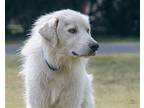 Cosmo Great Pyrenees Adult Male