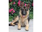 Lobo von Liebstadt German Shepherd Dog Puppy Male