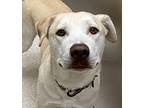 Legba Labrador Retriever Adult Male