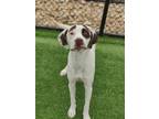 Archie 1080-23 German Shorthaired Pointer Young Male