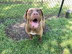 Ferdinand (HW+) Chesapeake Bay Retriever Adult Male