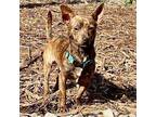 Mindy MP D2023 in GA Chihuahua Puppy Female