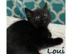 Loui Domestic Shorthair Kitten Male