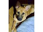 Cassie CP in MS Black Mouth Cur Puppy Female