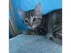 Swelter Domestic Shorthair Kitten Female