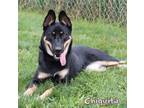 Chiquita German Shepherd Dog Adult Female