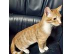 Bodhi Domestic Shorthair Kitten Male