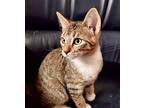 Caspian Domestic Shorthair Kitten Male