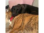 Pippi (Texas Only) Labrador Retriever Young Female