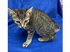 Cello American Bobtail Kitten Female