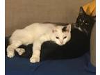 Teo - Community Cat Domestic Shorthair Young Male