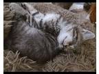Leander-Adoption Pending Domestic Shorthair Kitten Male