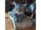Maggie Domestic Shorthair Young Female