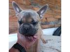 French Bulldog Puppy for sale in Marietta, OK, USA