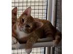 Houdini Domestic Shorthair Kitten Male